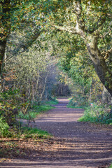 Sherwood Forest, UK - 17 Nov, 2021: Autumn leaves and colours in Sherwood Forest, Sherwood Pines, Nottinghamshire, UK