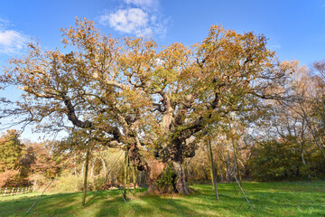 Sherwood Forest, UK - 20 Nov, 2021: Major Oak, an extremely large and historic oak tree in Sherwood...