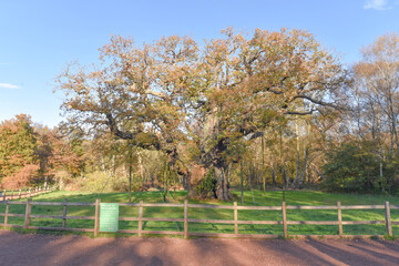 Sherwood Forest, UK - 20 Nov, 2021: Major Oak, an extremely large and historic oak tree in Sherwood Forest, Nottinghamshire, England