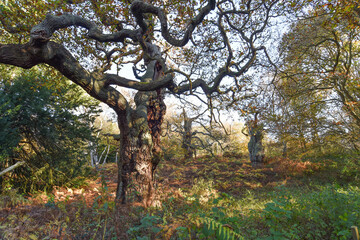 Sherwood Forest, UK - 20 Nov, 2021: Major Oak, an extremely large and historic oak tree in Sherwood Forest, Nottinghamshire, England