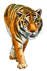 Tigers on an isolated white background, watercolor hand drawing