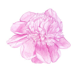 art, birthday, bloom, blossom, botanical, botanical illustration, botany, card, cartoon, colorful, elegant, element, fashion, flora, floral, flower, garden, hand drawn, isolated, love, macro, magenta,