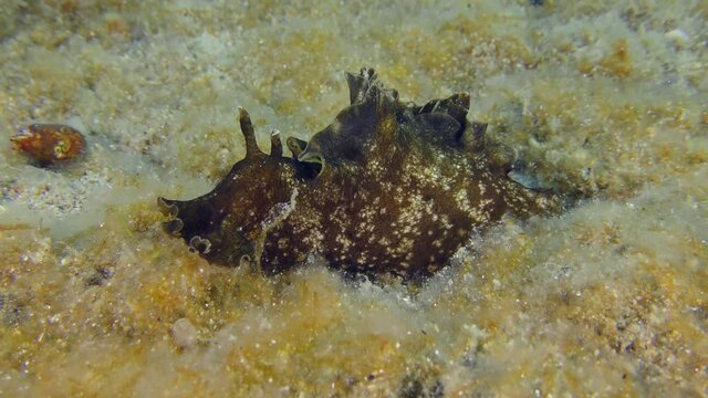 Mottled sea hare or Black seahare (Aplysia fasciata) crawls along the bottom eating algae.