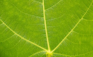 Green Figs leaves (Ficus carica), Tin fruits in shallow focus