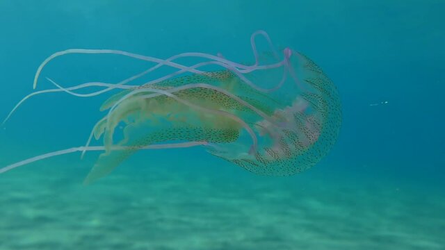 Poisonous Purple-striped Jelly or Mauve Stinger (Pelagia noctiluca) floats in the water column. Mediterranean.