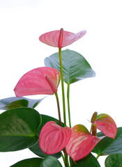 ピンク色のアンスリウム07