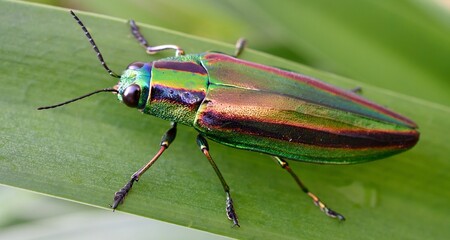green shield bug