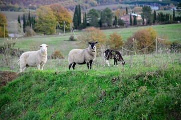 Sheep at a Farm in Umbria Italy on a Sunny Day