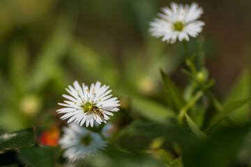 daisy flower