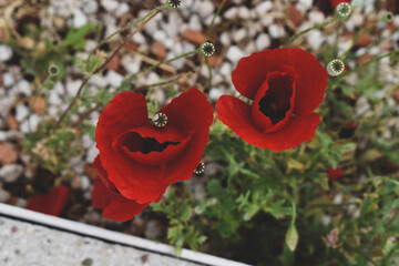 Close-up of large red poppies blooming on a flower bed among the grass