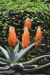 Large tropical aloe blooms with four yellow flowers