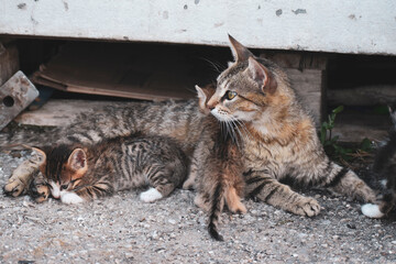 Street mom cat lovingly cares for her little kitten