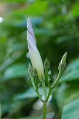 Obraz premium 青い西洋朝顔02