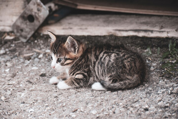Little kitten lay down on the asphalt with folded paws
