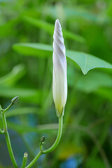 青い西洋朝顔01