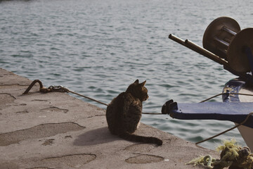 A cat looks at the sea by a fishing boat
