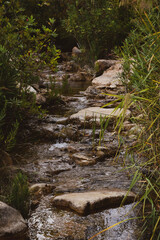 The river flows over the stones through the green thickets