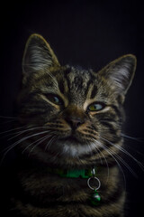 Fototapeta premium low key close up portrait of a young grey tabby cat with green eyes and green collar with a bell