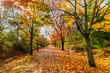 Fototapeta premium Ataturk Arboretum in Sariyer district of Istanbul