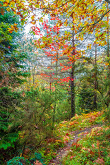 Ataturk Arboretum in Sariyer district of Istanbul