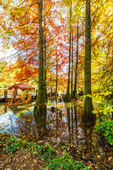 Obraz premium Ataturk Arboretum in Sariyer district of Istanbul