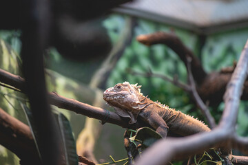 Lizard at the dutch zoo, Diergaarde Blijdorp Rotterdam, The Netherlands.