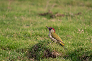 European Green Woodpecker (Picus viridis) perched on grass