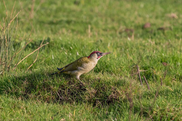 European Green Woodpecker (Picus viridis) perched on grass