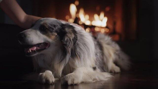 The owner pets his dog, which is lying on the floor against the background of the fireplace. Comfort and warmth for the Christmas holidays