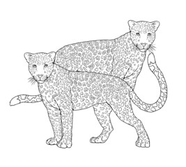 Portrait of leopard family. Digital template for coloring.