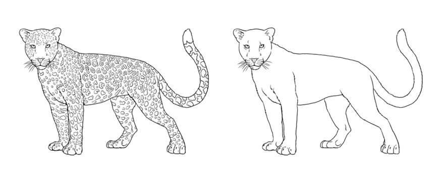 Portrait of leopard and black panther. Digital template for coloring.	