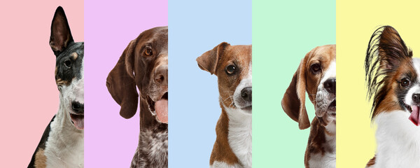 Creative collage made of half part of portraits of dogs different breeds on multicolored studio...