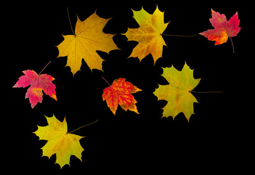 isolated image of beautiful autumn leaves close up