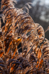 close up of a grass