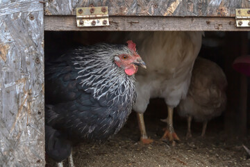A pockmarked chicken in close-up, looking into the distance. 