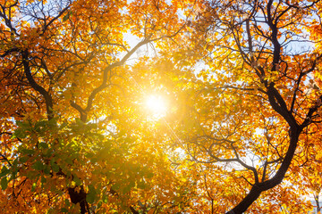 Yellow leaves in autumn under sun rays