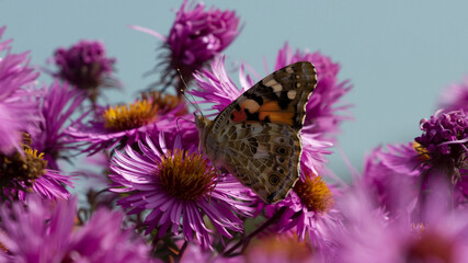 Painted lady on purple flowers 