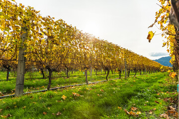 ニュージーランド　マールボロ地方のブレナムにあるワイナリー