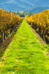 Obraz premium ニュージーランド マールボロ地方のブレナムにあるワイナリー