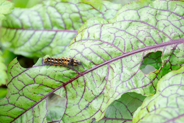 Caterpillar on big green leaves with holes