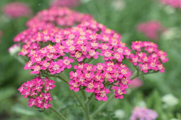 Schafgarbe  © Tanya