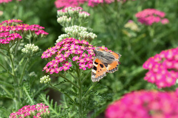 Schmetterling auf Frauenmantel  © Tanya