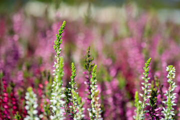 Obraz premium Calluna