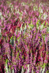 Fototapeta premium Calluna