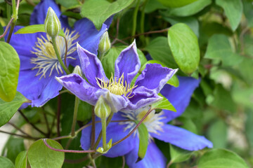 blaue Waldrebe