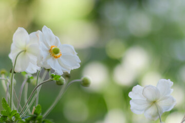 flowers in the garden