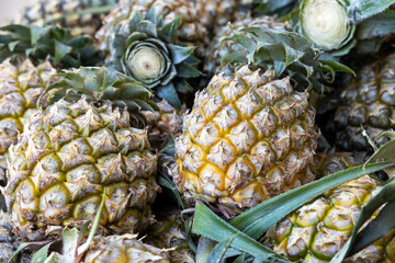 Fresh organic pineapples tropical fruit from farm in market. Raw pineapples background. 
