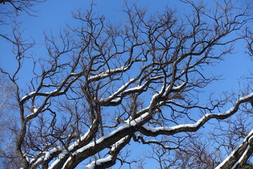 Clear blue sky and branches of robinia covered with snow in February