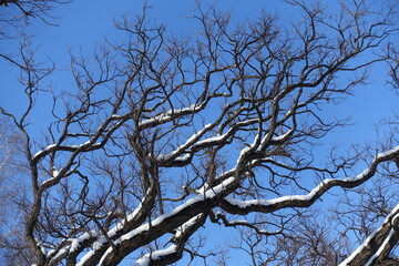 Naklejka premium Clear blue sky and branches of robinia covered with snow in February