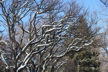 Wavy branches of robinia against blue sky in February